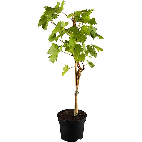 OBI Weinrebe Blau Höhe ca. 20 - 30 cm Topf ca. 3, Vitis günstig online kaufen