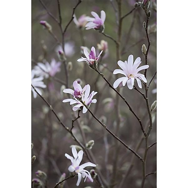 Magnolia Soulangiana Tulpenmagnolie 40-60 cm günstig online kaufen