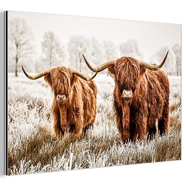 MuchoWow Metallbild Schottischer Hochländer - Kuh günstig online kaufen