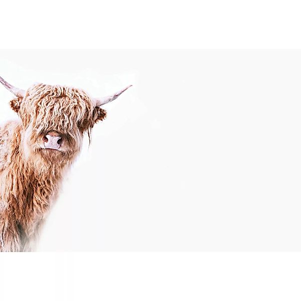 Fototapete Higland Cattle Kuh Vintage Weiß  4,00 m x 2,70 m FSC® günstig online kaufen
