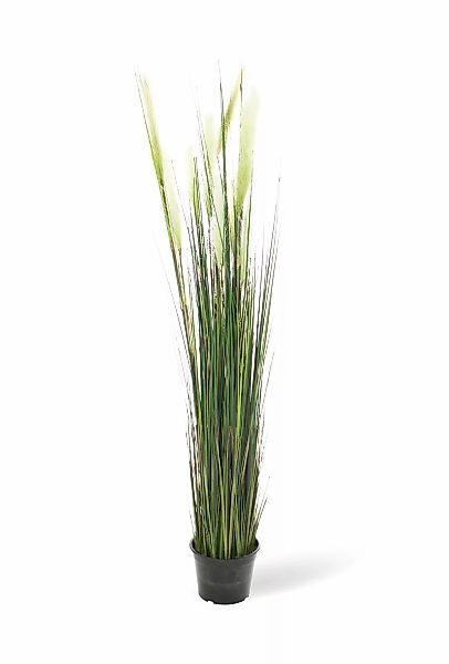 Rohrkolben (typha) Kunstpflanze 152 cm günstig online kaufen