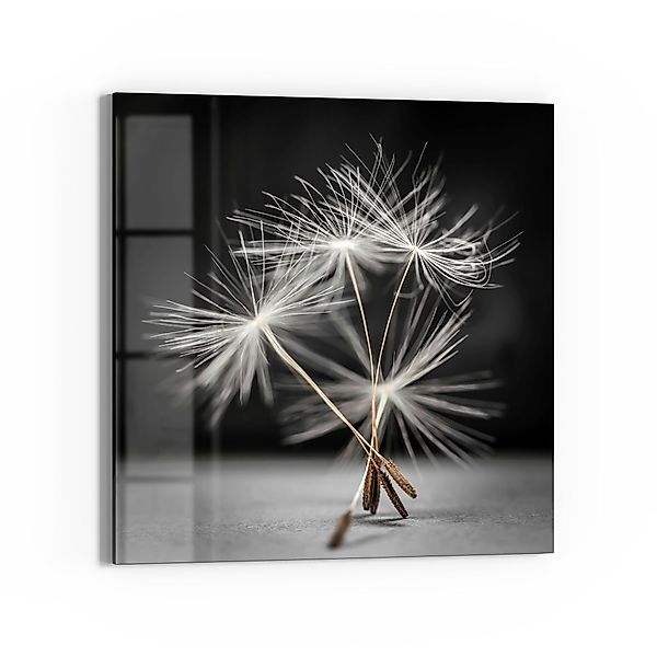 DEQORI Glasbild 'Samen der Pusteblume', 'Samen günstig online kaufen