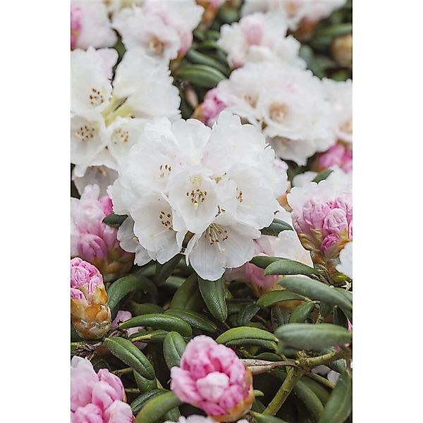 Rhododendron Yakushimanum Koichiro Wada Weiß 50–60 cm günstig online kaufen