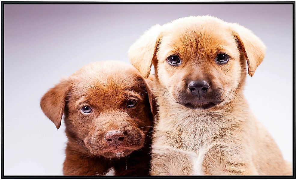 Papermoon Infrarotheizung »hunde«, sehr angenehme Strahlungswärme günstig online kaufen