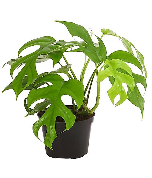 Dehner Zimmerpflanze Fensterblatt, Monstera minima, Rhaphidophora tetrasper günstig online kaufen