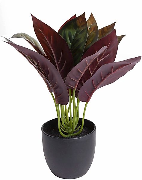 Botanic-Haus Künstliche Zimmerpflanze "Calathea" günstig online kaufen