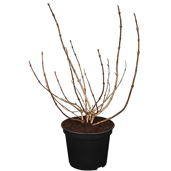 OBI Weigelie Alexandra Blutrot Höhe 30 - 40 cm Topf ca. 3 l Weigelia florid günstig online kaufen