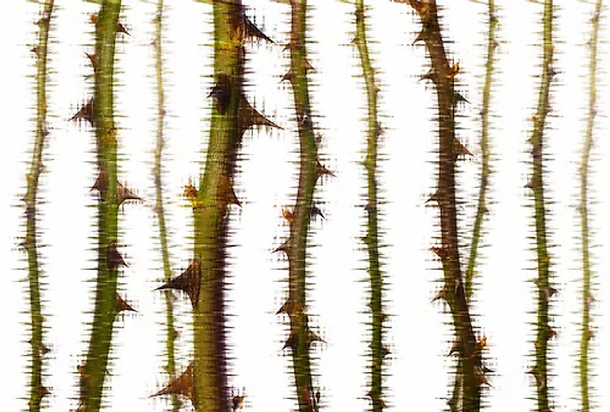 Architects Paper Fototapete »Atelier 47 Blurred Thorns 2« floral glatt Vlie günstig online kaufen