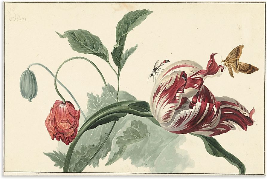 Artland Wandbild "Tulpe und Mohn.", Blumenbilder, (1 St.), als Alubild, Out günstig online kaufen