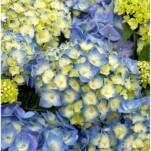 Bauernhortensie Bela 40-60cm - Hydrangea macrophylla günstig online kaufen