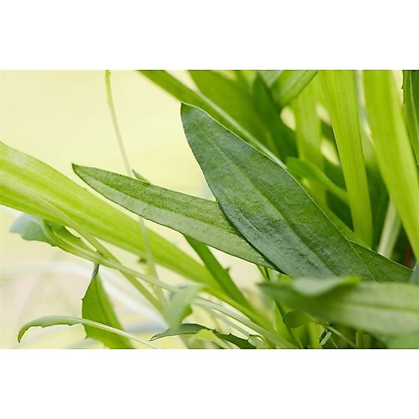 Plantago Lanceolata Spitzwegerich Ca. 9x9 cm Topf günstig online kaufen
