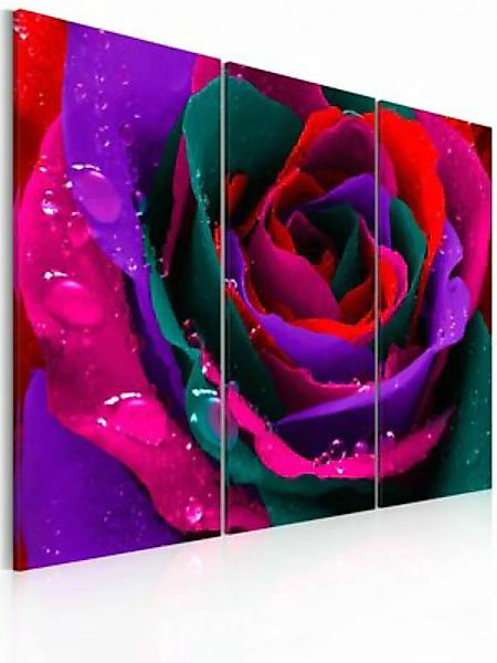 artgeist Wandbild Regenbogenfarbene Rose mehrfarbig Gr. 60 x 40 günstig online kaufen