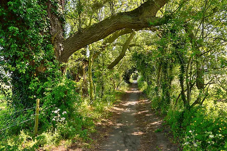 Papermoon Fototapete »Waldweg« günstig online kaufen