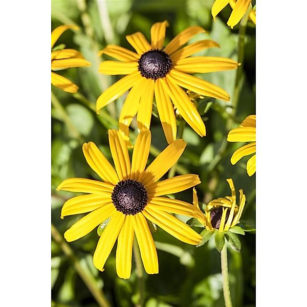 Pflanzen für Dich Staude Rudbeckia fulgida Goldsturm, 1 St., Sonnenhut, Gel günstig online kaufen