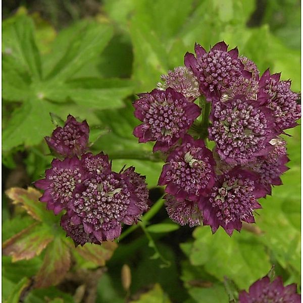 Sterndolde Rosensinfonie - Astrantia major günstig online kaufen