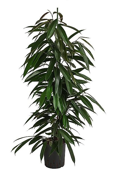 Dehner Zimmerpflanze Birkenfeige, Ficus binnendijkii Amstel King, Hydrokult günstig online kaufen