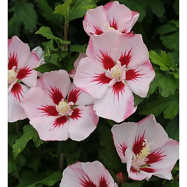 Rosen Eibisch Hamabo 80-100cm - Hibiscus günstig online kaufen