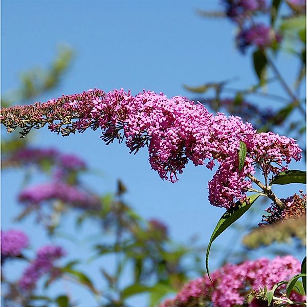 Sommerflieder Pink Panther 30-40cm - Buddleja günstig online kaufen