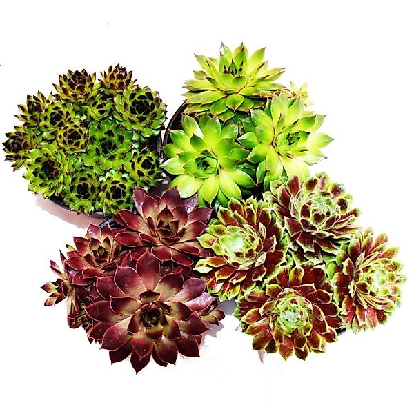 Exotenherz Beetpflanze Hauswurz - Set aus 4 verschiedenen Sempervivum-Sorte günstig online kaufen