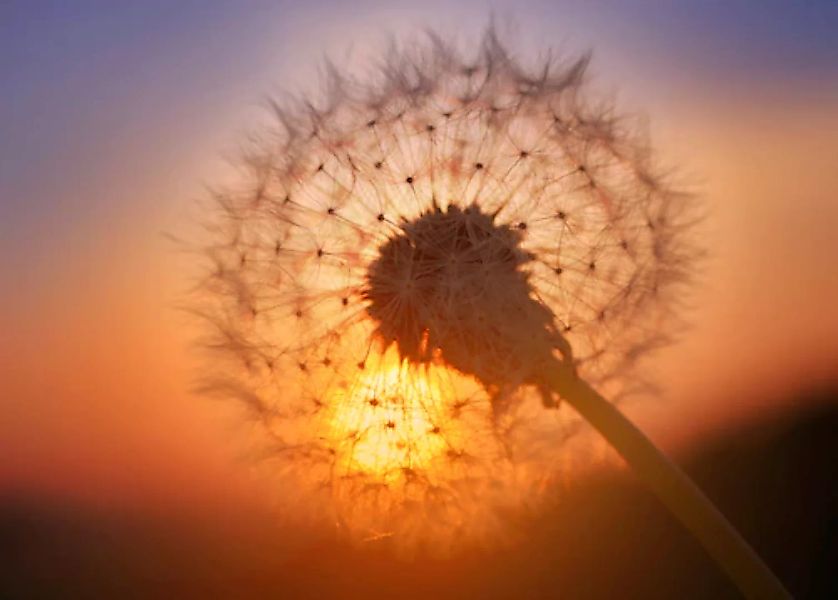 Papermoon Fototapete »Golden Sunset Dandelion« günstig online kaufen