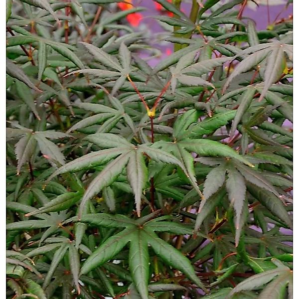 Roter Fächerahorn Starfish 80-100cm - Acer palmatum günstig online kaufen