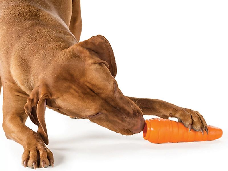 Hundespielzeug Karotte Für Mittlere Hunde günstig online kaufen