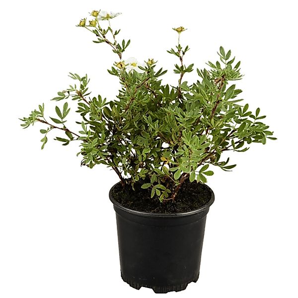Potentilla Fingerstrauch Weiss Ca 9x9 cm Topf günstig online kaufen