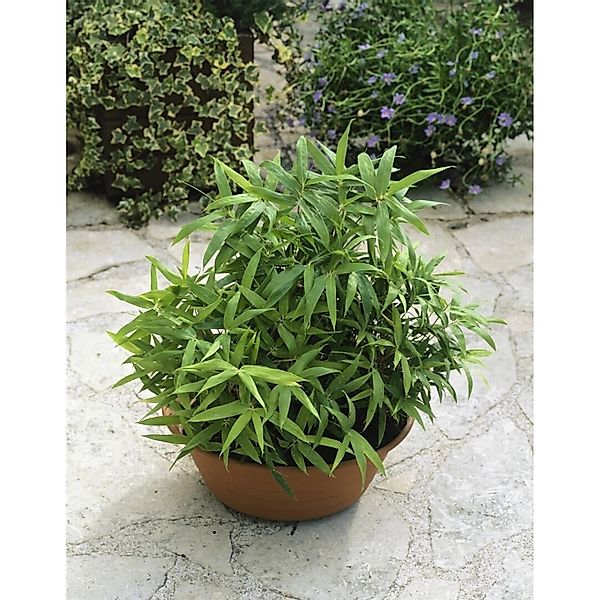 Pleioblastus Pygmaeus Zwergbambus 20–30 cm günstig online kaufen