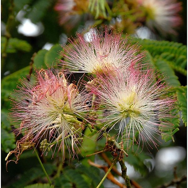 Hochstamm Seidenakazie Ombrella - Schlafbaum 80-100cm - Albizia julibrissin günstig online kaufen