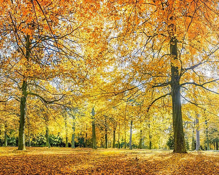 Fototapete "Wald im Herbst" 4,00x2,50 m / Strukturvlies Klassik günstig online kaufen