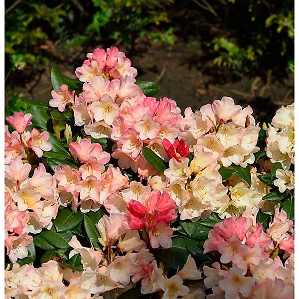 INKARHO - Großblumige Rhododendron Aureolin 25-30cm - Alpenrose günstig online kaufen