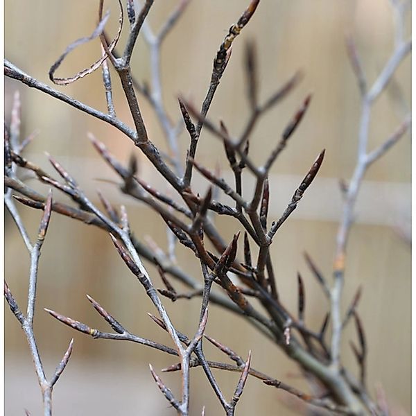 Hochstamm Geschlitztblättrige Rotbuche 60-80cm - Fagus sylvatica günstig online kaufen