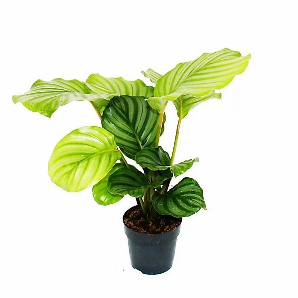 Exotenherz Schattenpflanze im Zebralook Calathea Orbifolia 12cm Topf ca. 40 günstig online kaufen