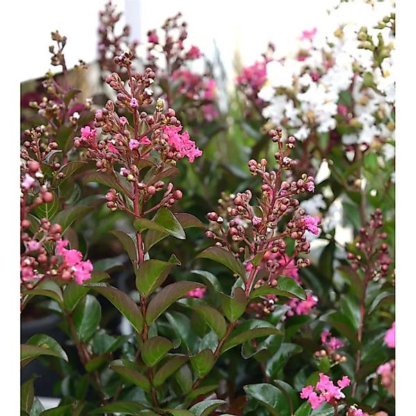 Chinesische Kräuselmyrte Petite Pink Monkie 80-100cm - Lagerstroemia indica günstig online kaufen