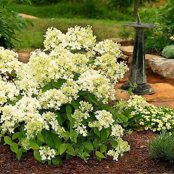 Rispenhortensie Mont Blanc 30-40cm - Hydrangea paniculata günstig online kaufen