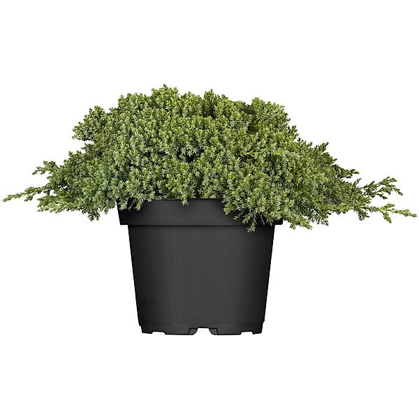 OBI Kriech-Wacholder Nana Höhe ca. 5 - 10 cm Topf ca. 2, Juniperus günstig online kaufen