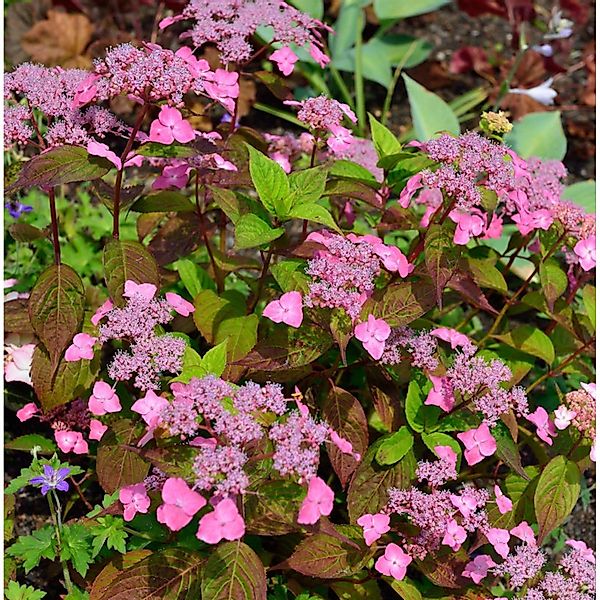 Teller Hortensie Daredevil 40-60cm - Hydrangea serrata günstig online kaufen