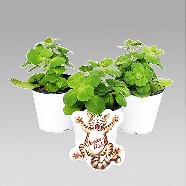 Exotenherz Coleus Canin Verpiss-Dich Pflanze 12 Pflanzen günstig online kaufen