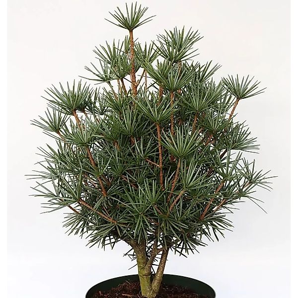 Japanische Zwerg Schirmtanne Kobito 60-70cm - Sciadopitys verticillata günstig online kaufen