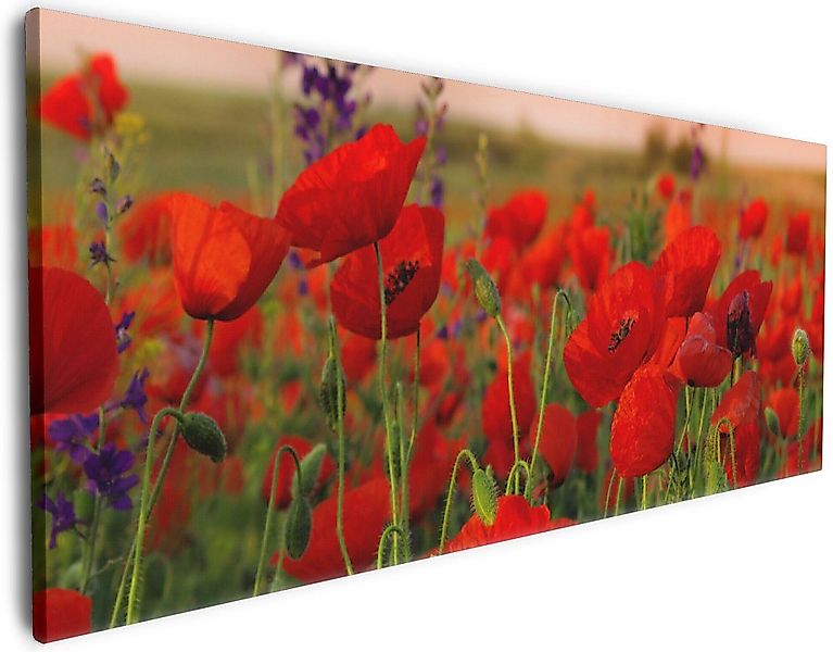 Wallario Leinwandbild, Mohnblumen auf dem Feld, günstig online kaufen