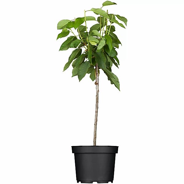 GROW by OBI Bio Süßkirsche Sunburst Rot Höhe ca. 120 - 140 cm Topf ca. 7 l günstig online kaufen