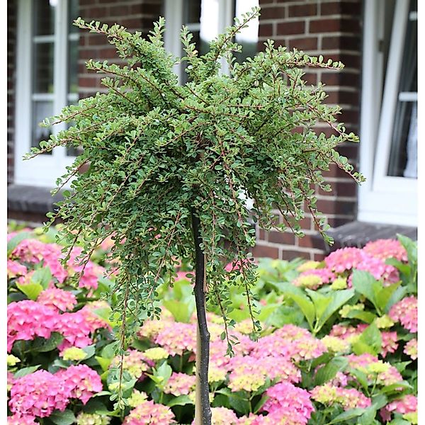 Hochstamm Kompaktwachsender Cotoneaster 80-100cm - Cotoneaster congestus günstig online kaufen