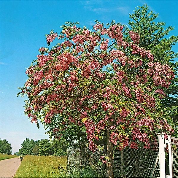 Robinia Hispida Rosea Rosenakazie 120 cm Stammhöhe günstig online kaufen