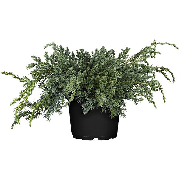 OBI Zwerg-Wacholder Blue Carpet Blau Höhe ca. 5 - 10 cm Topf ca. 5, Juniper günstig online kaufen