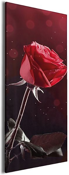 Wallario Leinwandbild, Rote Rose Single, in günstig online kaufen