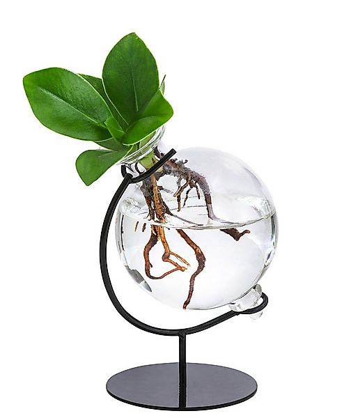 Dehner Zimmerpflanze Waterplant Balsamapfel Victoria, Clusia major, 19 x 7. günstig online kaufen