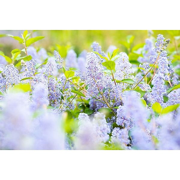 Ceanothus Delilianus Gloire D.Versailles Säckelblume Blau 60–100 cm günstig online kaufen