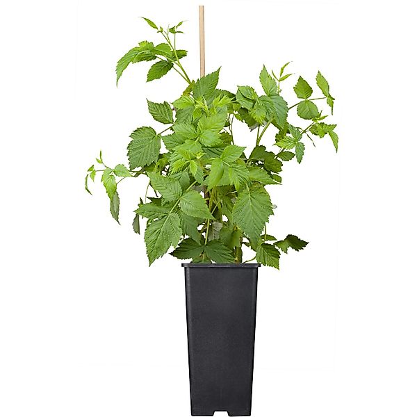 GROW by OBI BIO Himbeere Malling Promise Rot Topf ca. 2, Rubus günstig online kaufen