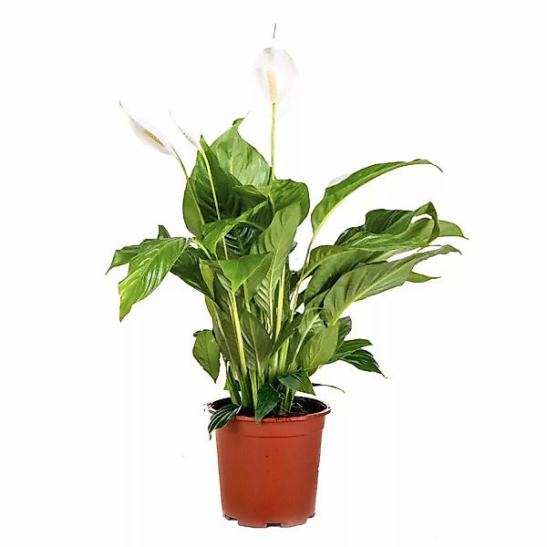 Casa Caron | 2er Set Spathiphyllum Bingo Amor günstig online kaufen