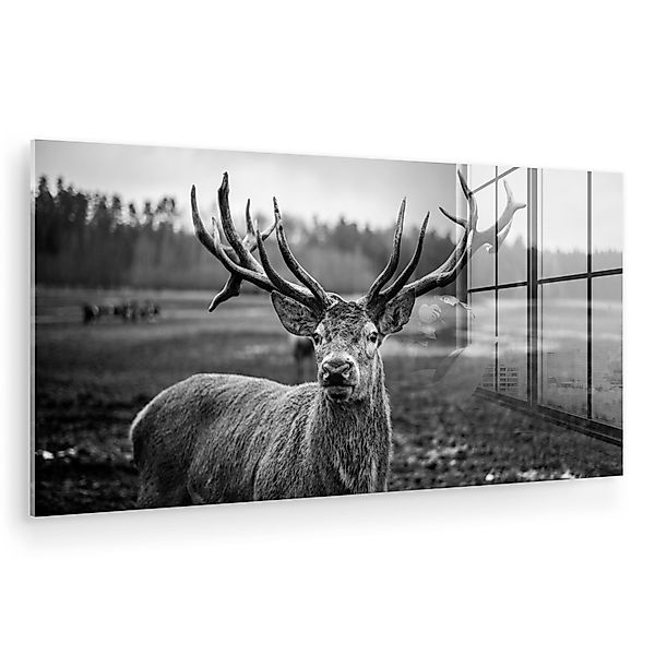 MuchoWow Acrylglasbild Tiere - Hirsch - günstig online kaufen